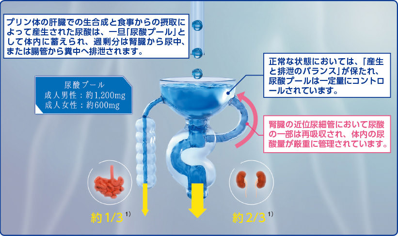 尿酸コントロール機構