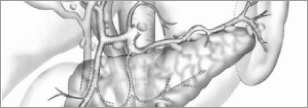 解剖図メモの画像