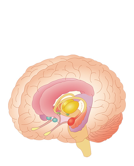 大脳辺縁系の画像