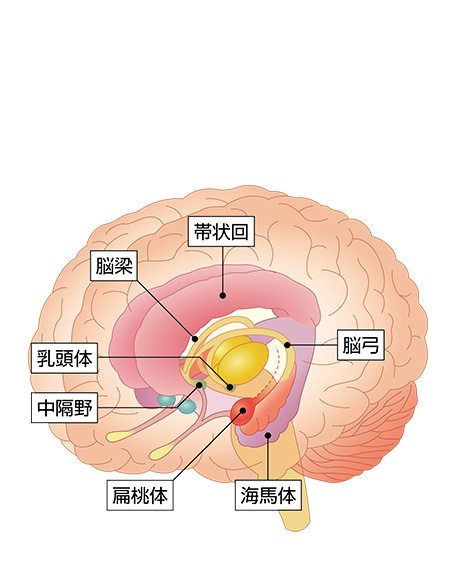 大脳辺縁系部位の画像