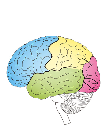 大脳新皮質の画像