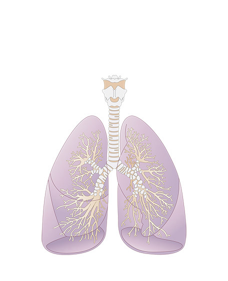 肺の画像