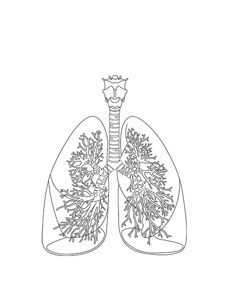 肺（モノクロ）の画像