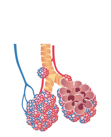 肺胞2の画像