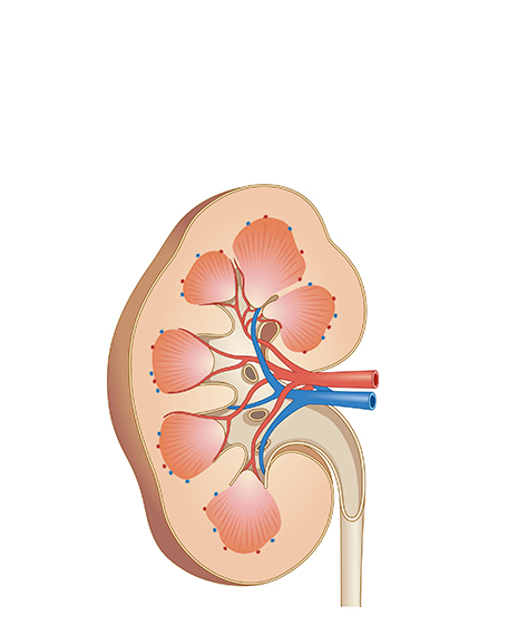 腎臓の画像