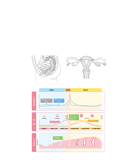 女性器と性ホルモンの画像