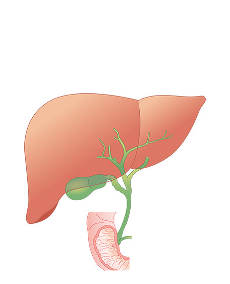 肝臓1の画像