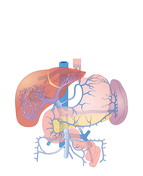 肝臓3の画像