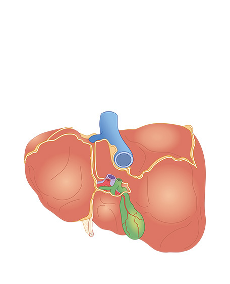肝臓4の画像