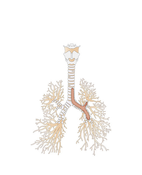 気管支の画像