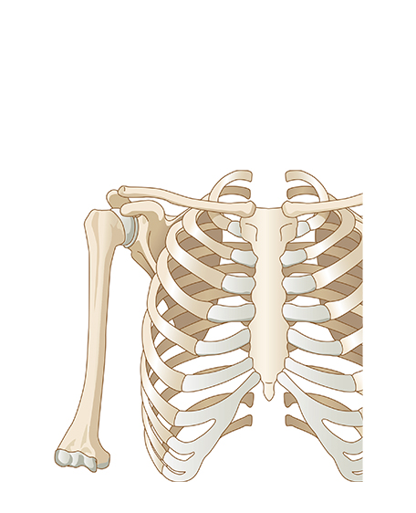 胸・上腕部骨格の画像