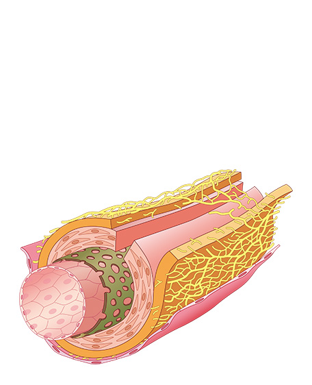 内頸動脈の神経走行の画像
