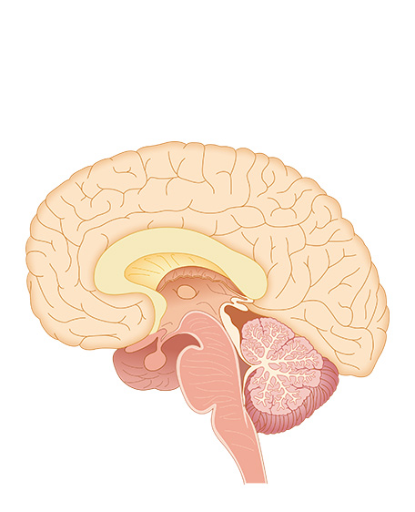 脳断面の画像