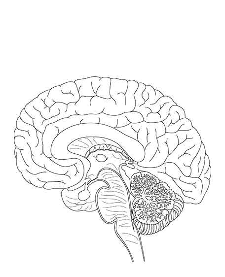 脳断面（モノクロ）の画像