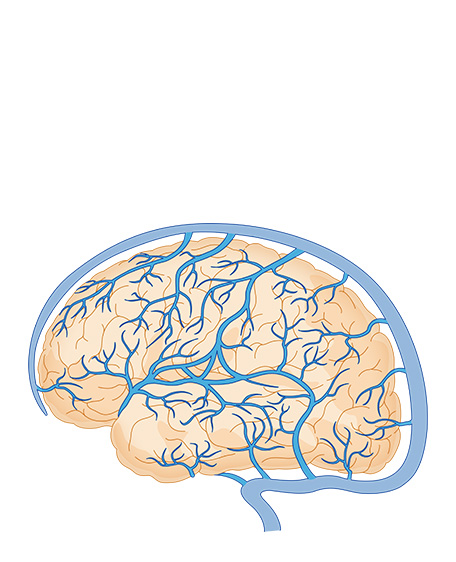 脳表在静脈系とその流れの画像