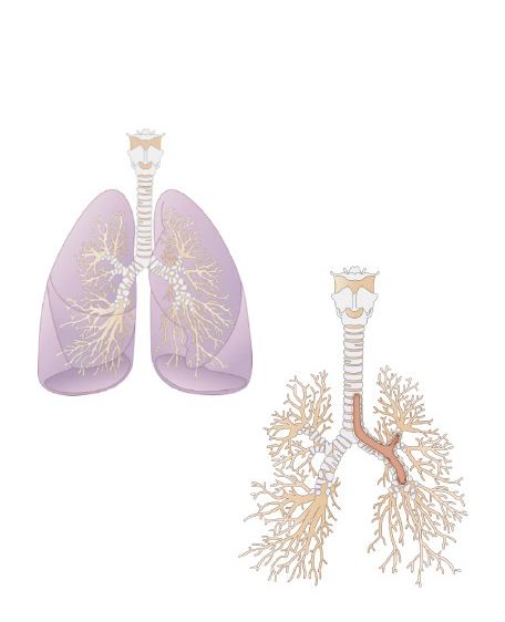 呼吸器の画像