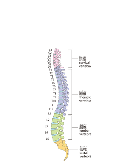 脊椎（全体）の画像