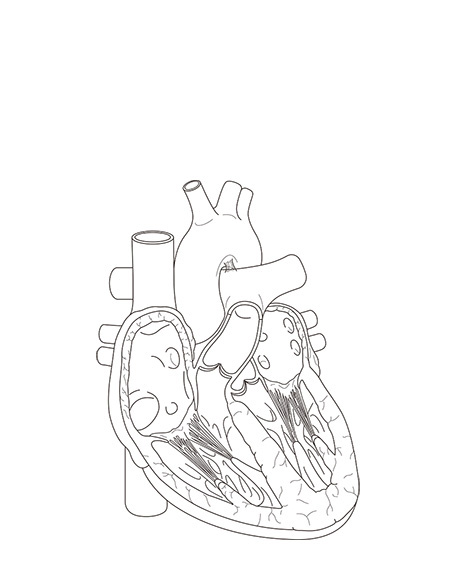 心臓（モノクロ）の画像