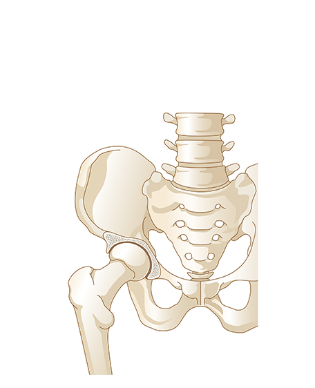 腰・大腿部骨格の画像