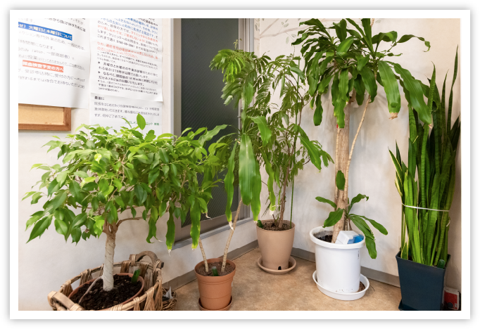 観葉植物の画像